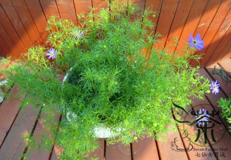 Brachycome Iberdifolia, Swan River Daisy Seed 2000 PCS, Wuse Ju