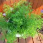 Brachycome Iberdifolia, Swan River Daisy Seed 2000 PCS, Wuse Ju