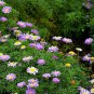 Brachycome Iberdifolia, Swan River Daisy Seed 2000 PCS, Wuse Ju