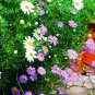 Brachycome Iberdifolia, Swan River Daisy Seed 2000 PCS, Wuse Ju