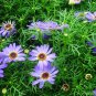 Brachycome Iberdifolia, Swan River Daisy Seed 2000 PCS, Wuse Ju