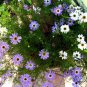 Brachycome Iberdifolia, Swan River Daisy Seed 2000 PCS, Wuse Ju