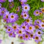 Brachycome Iberdifolia, Swan River Daisy Seed 2000 PCS, Wuse Ju