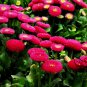 Bellis Perennis, English Daisy Seed 2000 PCS, ChuJu