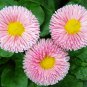Bellis Perennis, English Daisy Seed 2000 PCS, ChuJu