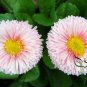 Bellis Perennis, English Daisy Seed 2000 PCS, ChuJu