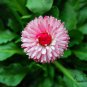 Bellis Perennis, English Daisy Seed 2000 PCS, ChuJu