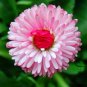 Bellis Perennis, English Daisy Seed 2000 PCS, ChuJu