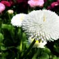 Bellis Perennis, English Daisy Seed 2000 PCS, ChuJu