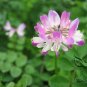 Astragalus Sinicus, Chinese Milkvetch Seed 5000 PCS, Milk-vetch Zi Yun Ying