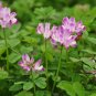 Astragalus Sinicus, Chinese Milkvetch Seed 5000 PCS, Milk-vetch Zi Yun Ying