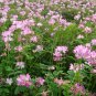 Astragalus Sinicus, Chinese Milkvetch Seed 5000 PCS, Milk-vetch Zi Yun Ying