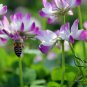Astragalus Sinicus, Chinese Milkvetch Seed 5000 PCS, Milk-vetch Zi Yun Ying