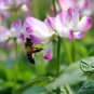 Astragalus Sinicus, Chinese Milkvetch Seed 5000 PCS, Milk-vetch Zi Yun Ying