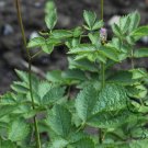 Astilbe Chinensis, Chinese Astilbe Seed 3000 PCS, False Goat's Beard Luo Xin Fu