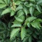 Astilbe Chinensis, Chinese Astilbe Seed 3000 PCS, False Goat's Beard Luo Xin Fu