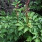 Astilbe Chinensis, Chinese Astilbe Seed 3000 PCS, False Goat's Beard Luo Xin Fu