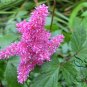 Astilbe Chinensis, Chinese Astilbe Seed 3000 PCS, False Goat's Beard Luo Xin Fu