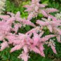 Astilbe Chinensis, Chinese Astilbe Seed 3000 PCS, False Goat's Beard Luo Xin Fu