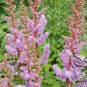 Astilbe Chinensis, Chinese Astilbe Seed 3000 PCS, False Goat's Beard Luo Xin Fu