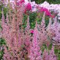 Astilbe Chinensis, Chinese Astilbe Seed 3000 PCS, False Goat's Beard Luo Xin Fu