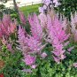 Astilbe Chinensis, Chinese Astilbe Seed 3000 PCS, False Goat's Beard Luo Xin Fu