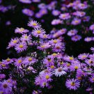 Aster Novi-belgii, New York Aster Seed 3000 PCS, Helan Ju