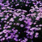 Aster Novi-belgii, New York Aster Seed 3000 PCS, Helan Ju