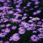 Aster Novi-belgii, New York Aster Seed 3000 PCS, Helan Ju