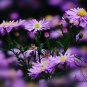 Aster Novi-belgii, New York Aster Seed 3000 PCS, Helan Ju