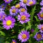 Aster Novi-belgii, New York Aster Seed 3000 PCS, Helan Ju