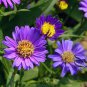 Aster Novi-belgii, New York Aster Seed 3000 PCS, Helan Ju
