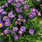 Aster Novi-belgii, New York Aster Seed 3000 PCS, Helan Ju