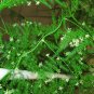 Asparagus Setaceus, Asparagus Fern Seed 200 PCS, Lace Fern Wen Zhu