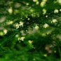 Asparagus Setaceus, Asparagus Fern Seed 200 PCS, Lace Fern Wen Zhu