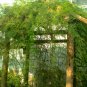 Asparagus Setaceus, Asparagus Fern Seed 200 PCS, Lace Fern Wen Zhu