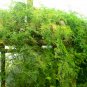 Asparagus Setaceus, Asparagus Fern Seed 200 PCS, Lace Fern Wen Zhu