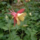 Aquilegia Viridiflora, Granny's Bonnet Seed 2000 PCS, Columbine Lou Dou Cai