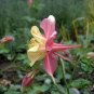 Aquilegia Viridiflora, Granny's Bonnet Seed 2000 PCS, Columbine Lou Dou Cai