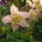 Aquilegia Viridiflora, Granny's Bonnet Seed 2000 PCS, Columbine Lou Dou Cai