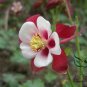 Aquilegia Viridiflora, Granny's Bonnet Seed 2000 PCS, Columbine Lou Dou Cai