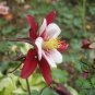 Aquilegia Viridiflora, Granny's Bonnet Seed 2000 PCS, Columbine Lou Dou Cai