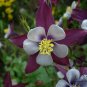 Aquilegia Viridiflora, Granny's Bonnet Seed 2000 PCS, Columbine Lou Dou Cai