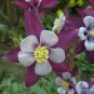 Aquilegia Viridiflora, Granny's Bonnet Seed 2000 PCS, Columbine Lou Dou Cai