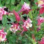 Aquilegia Viridiflora, Granny's Bonnet Seed 2000 PCS, Columbine Lou Dou Cai