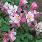 Aquilegia Viridiflora, Granny's Bonnet Seed 2000 PCS, Columbine Lou Dou Cai