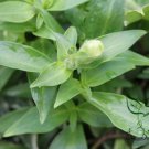 Antirrhinum Majus, Common Snapdragon Seed 2000 PCS, Jinyu Cao