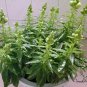 Antirrhinum Majus, Common Snapdragon Seed 2000 PCS, Jinyu Cao