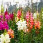 Antirrhinum Majus, Common Snapdragon Seed 2000 PCS, Jinyu Cao
