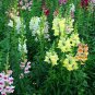 Antirrhinum Majus, Common Snapdragon Seed 2000 PCS, Jinyu Cao